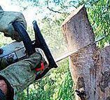 Best Storm Damage Tree Cleanup  in Stevenson Ranch, CA