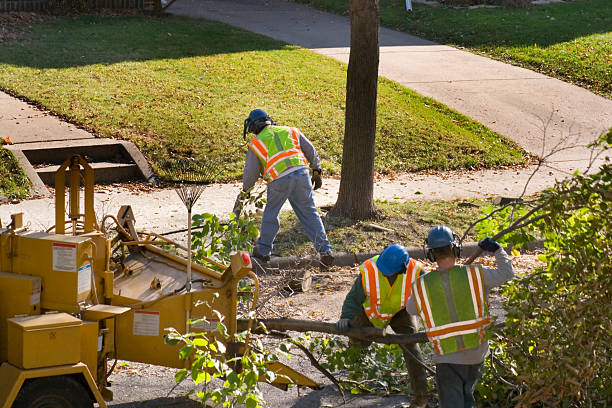 Professional Tree Removal in Stevenson Ranch, CA