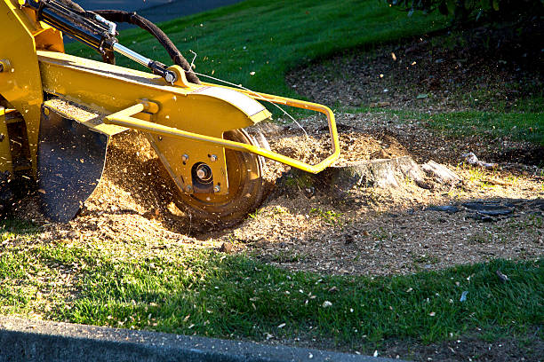 Best Tree Mulching  in Stevenson Ranch, CA